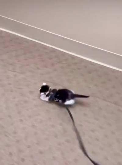 Guess I’m a puppers now