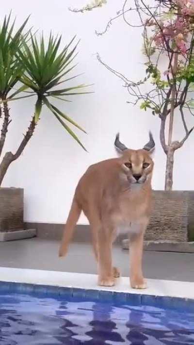 🔥 A Beautiful Caracal