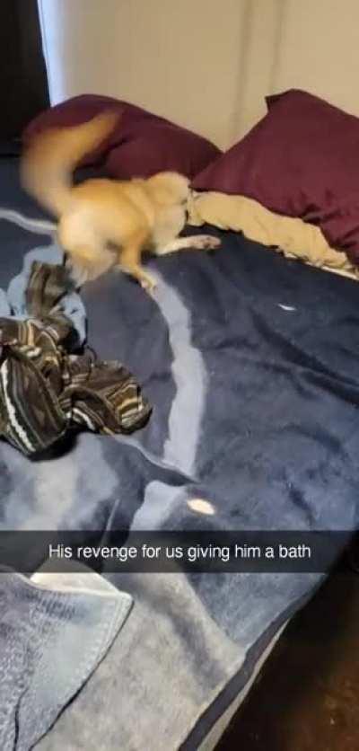 He goes a little crazy after his bath