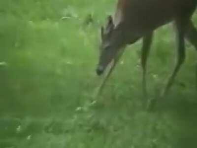 A deer eating a bird