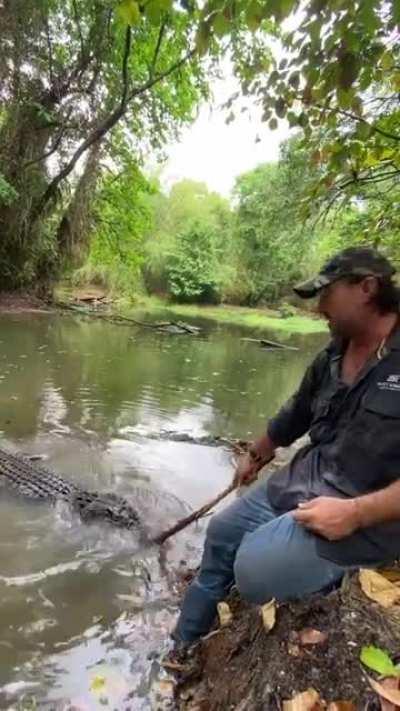 Aussie bloke casually pushing away a crocodile with a stick