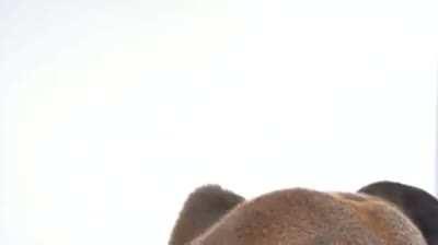 never seen this monkey before