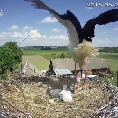 Stork mother throwing one of her chicks out of the nest to enhance the survival probability of her other chicks