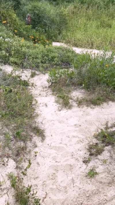 sucking his dick in public is my favorite passtime