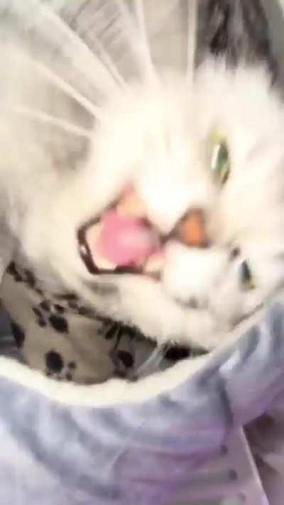 cat pathfinding broke