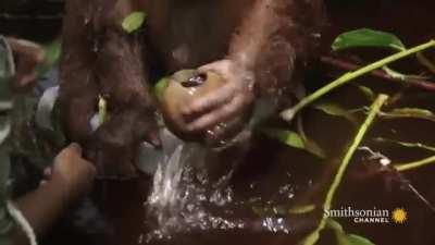 A caretaker is teaching this baby Orangutan how to use a make shift cup to gather water, and she gets rewarded with a kiss