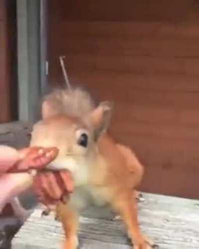 But this squirrel is a glutton!