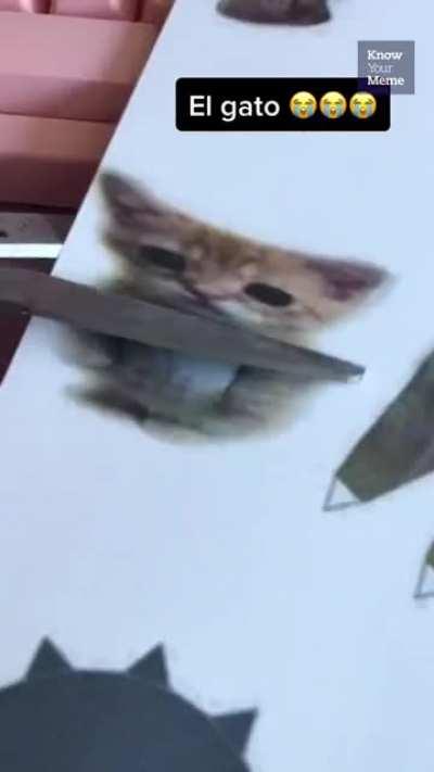 Know Your TikTok: El Gato
