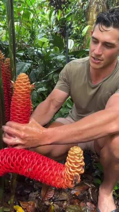 Squeeze from the base to top, letting it cum onto your hands. The natural raw lubricant is like nothing ever before on earth. Simply because of its versatile ability to be shampoo, conditioner or cleanser