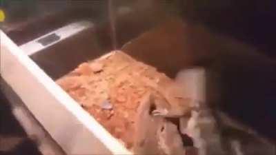 What happened to the gay rat?