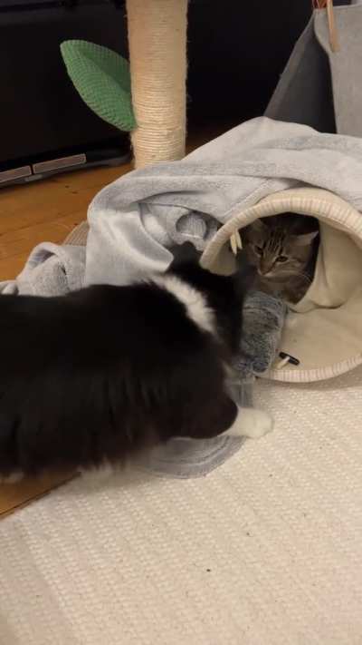 Is my resident cat fighting or playing?