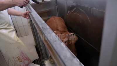 Cow begs slaughterhouse worker not to kill him. Today is the day I commit to a vegan lifestyle.