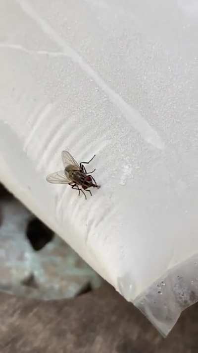 apparently flies will get stucked too.