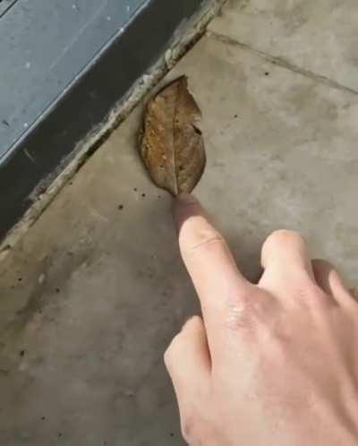 A Dead Leaf Butterfly