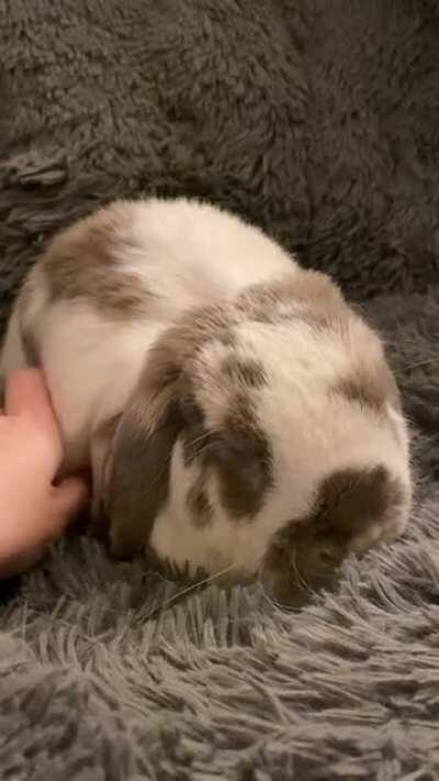 On this episode of Scarlett sleeping - she decided she prefers a human chair to her bunny bed.