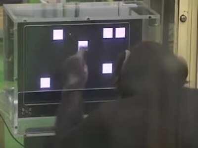 Live footages of me choosing how many GME I’ll buy today