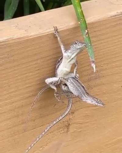 The king to rule them all.