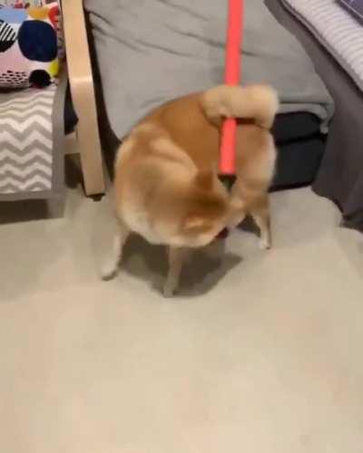 Darth Pupper, Lord of the dark side