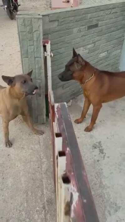 Dogs explain the internet