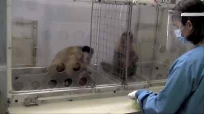 This monkey get's angry after being paid unequally for the same amount of work