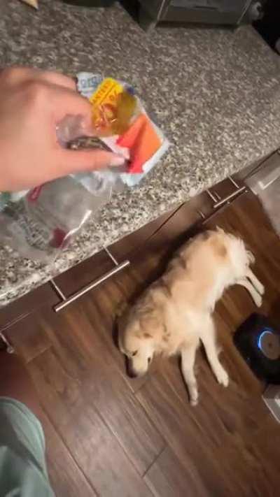 The dog only reacts to one sound.