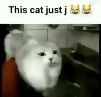 How is this cate do this doe