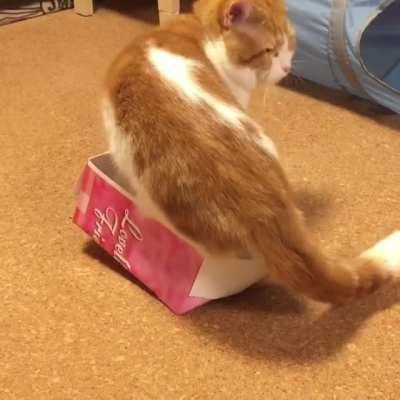 The way this cat fits into the box