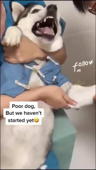 Huskys are the Karen’s of dogs