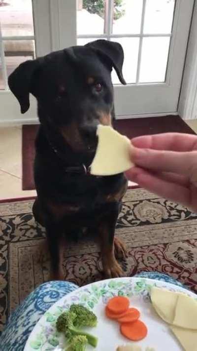 This rottweiler wants cheese but passes on the vegetables
