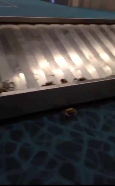 Bringing home a load of crabs from vacation, but the container is breached en route (not OC)