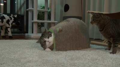 He touched the butt.