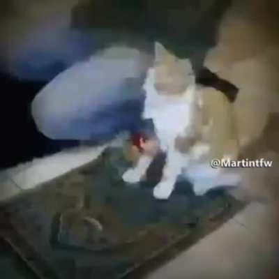 No kiss before marriage <3