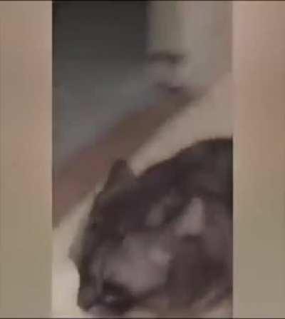 Super chonk is running