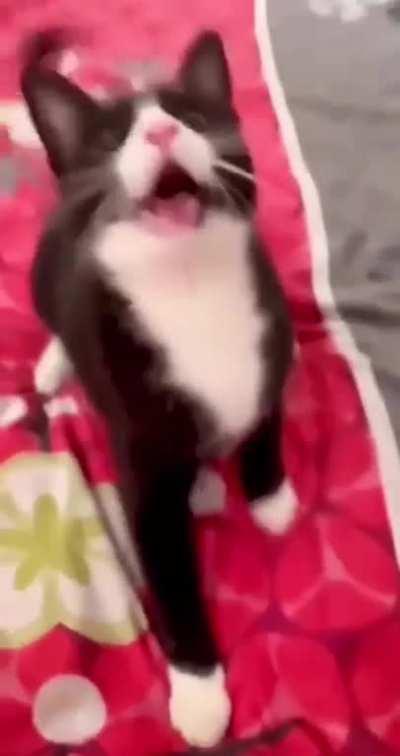 A cat raised by dogs