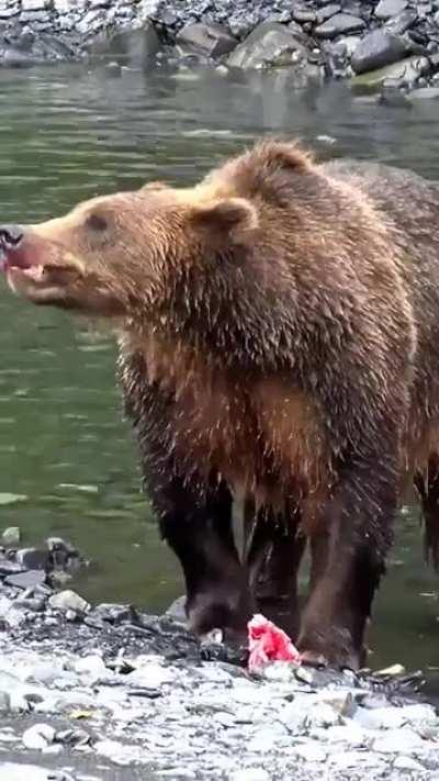 Apparently, bears don't kill their fish before they eat them.