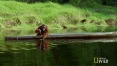 Orangutan goes boating