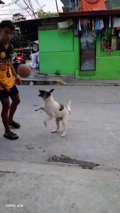 Dog got skills..