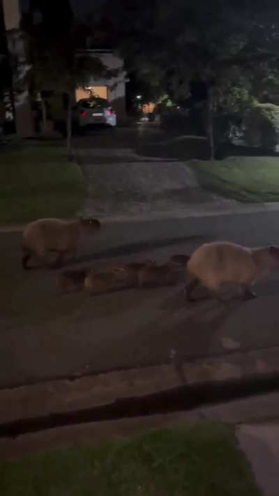 Apareció una familia de carpinchos en Nordelta y salieron a dar un paseo familiar nocturno