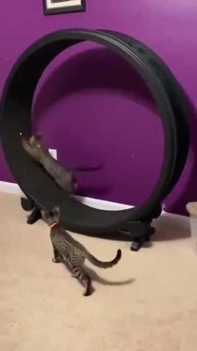 Cats vs laser pointer