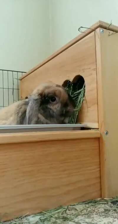 Borpo says separating the good hay from the bad hay is a two paw job