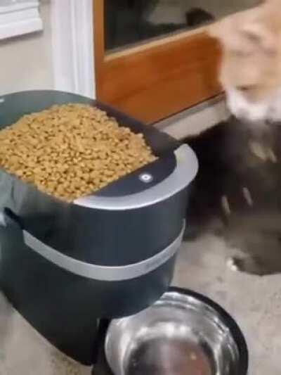 ok, NOT stupid. But imma call it stupid anyways