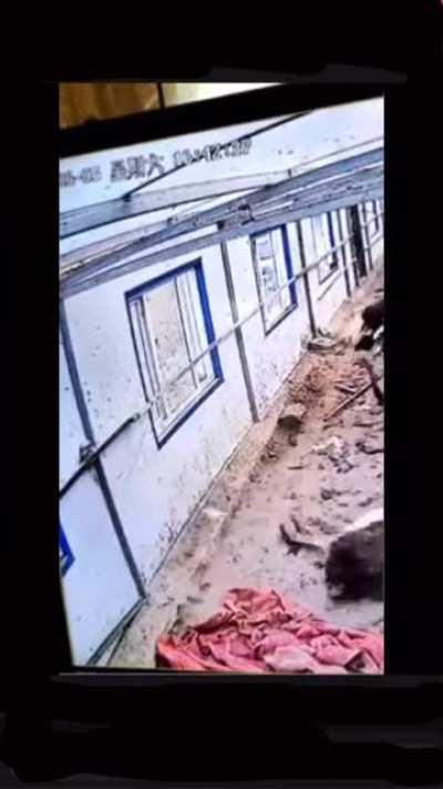 Ostrich gets stuck and this happens.