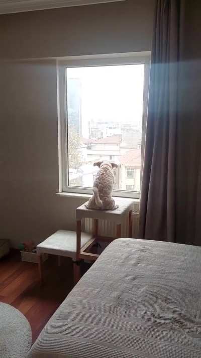 How can I stop my dog from barking at the window?