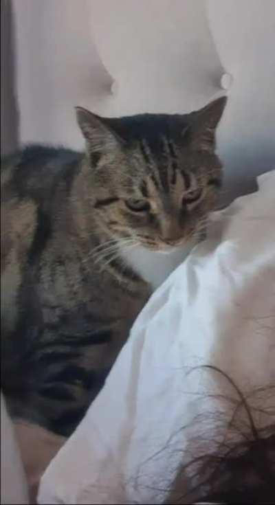 My senior kitten (13 years old) has just learnt taps for pats.