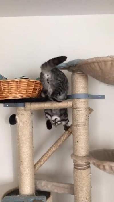 That’s one way to dismount your scratching tower