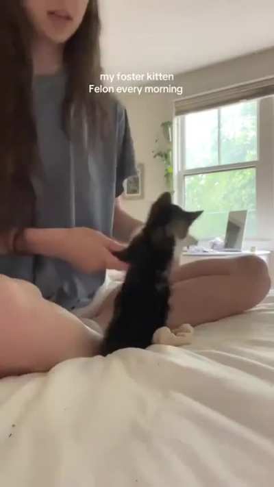 Foster kitten wakes up and chose violence