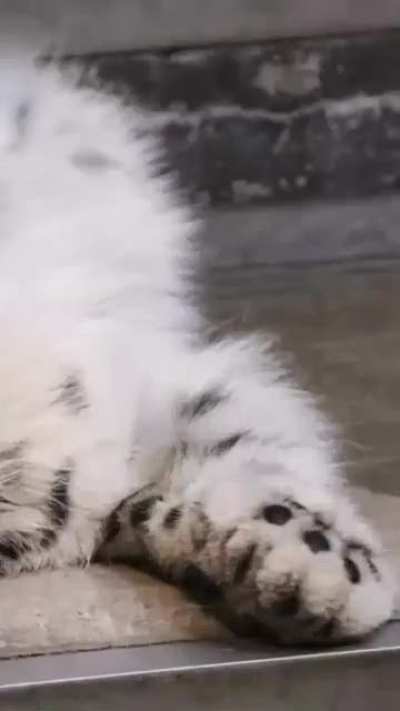 Swag products YOU NEED part 1