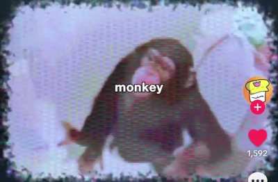 There’s a god damn monkey in ma fridge