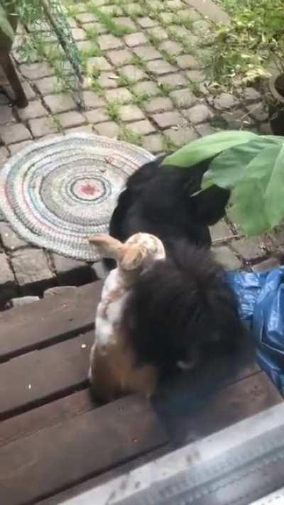 These two out here fucking like rabbits.