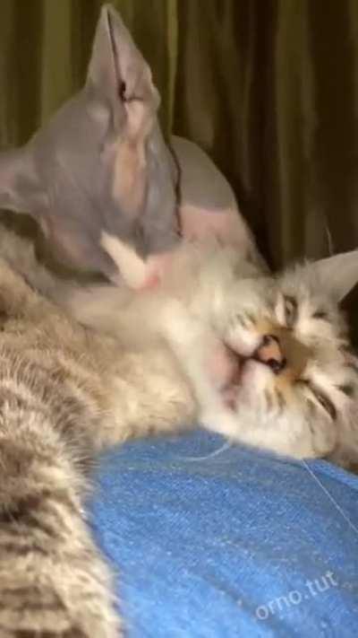 Нет своей - отрыгивай чужую.